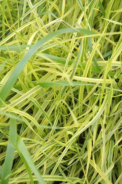 Carex muskingumensis 'Oehme'