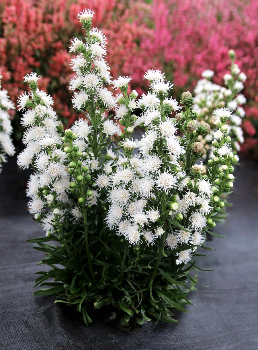 Liatris 'White Feathers'