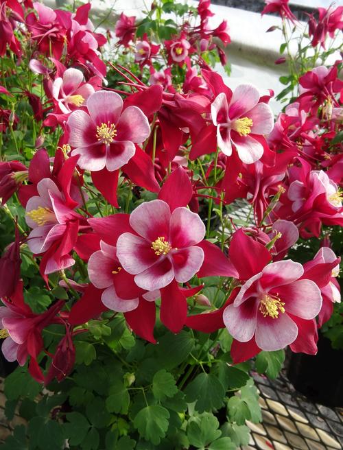 Aquilegia 'Songbird Cardinal'