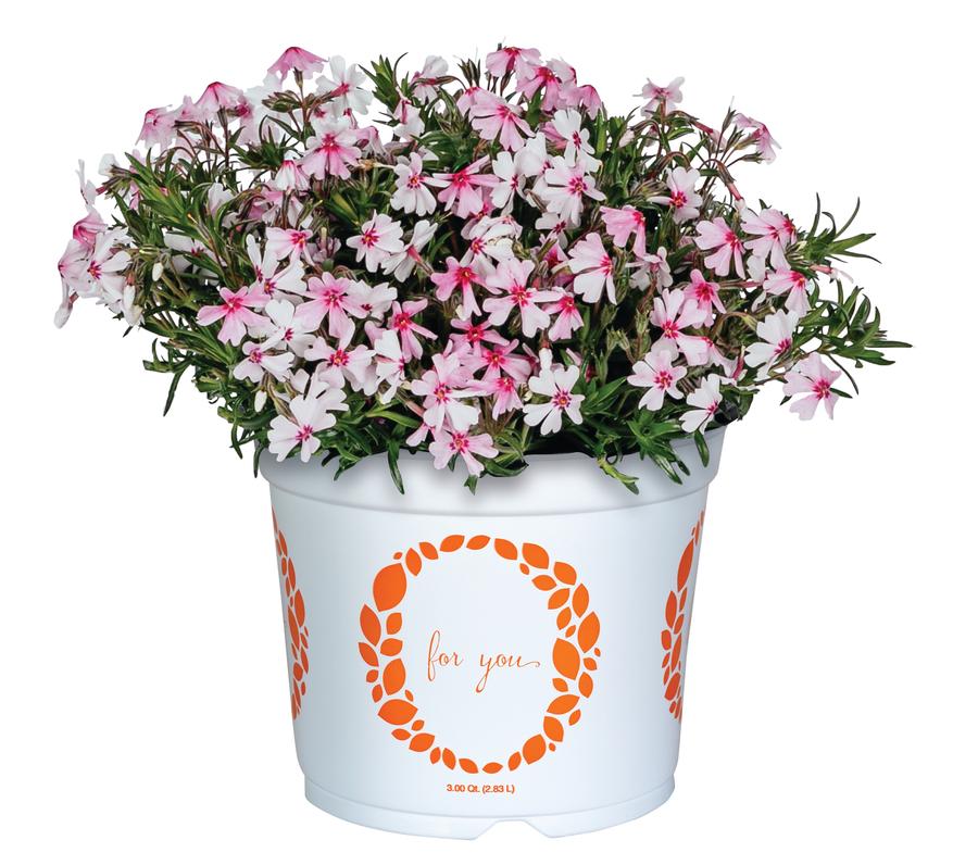 Phlox 'Spring® Coral Eye'