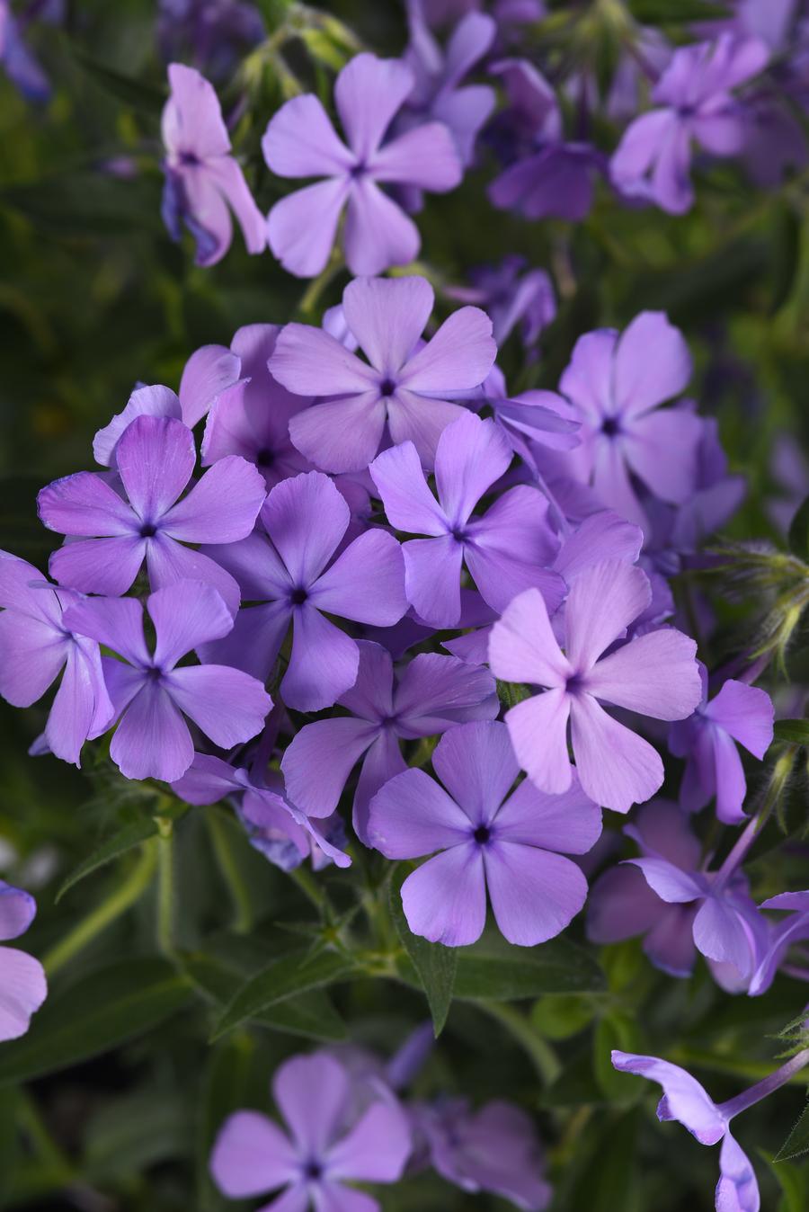 Phlox hybrida 'Candy Cloud™ Blue'