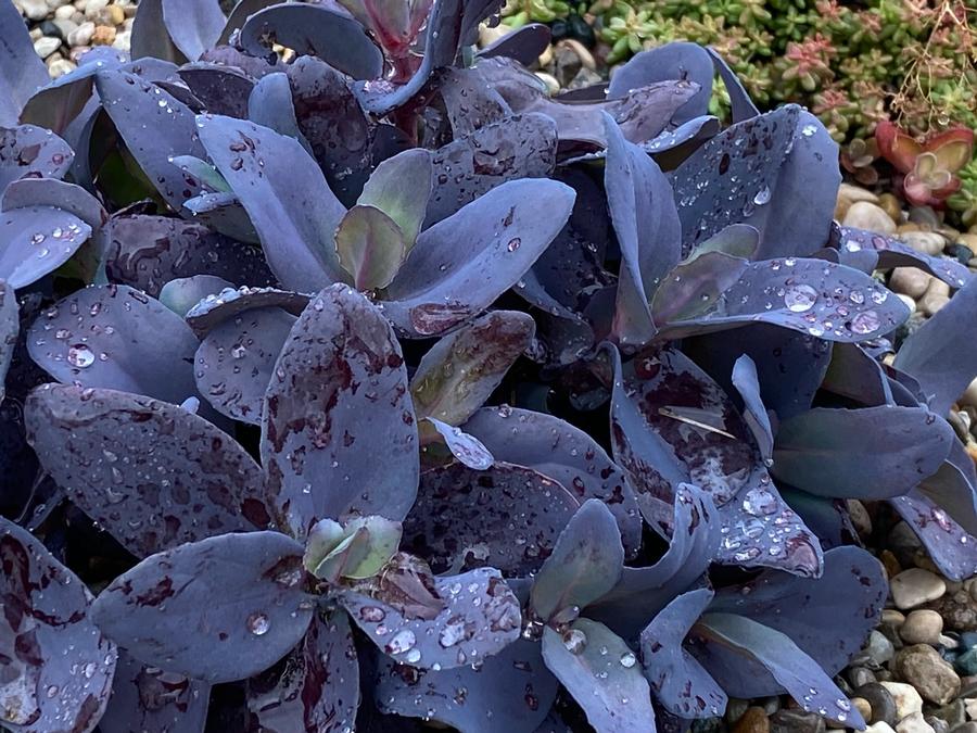Sedum 'SunSparkler® Blue Ox'