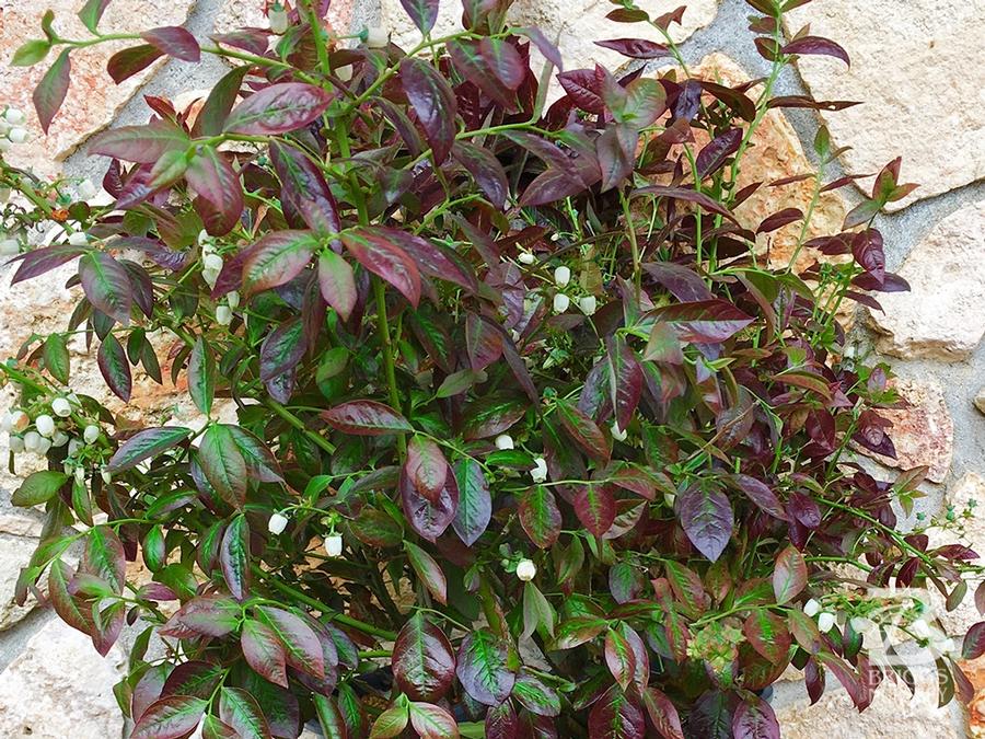 Vaccinum 'Cabernet Splash™'