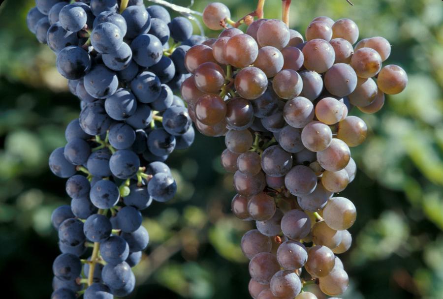 Vitis 'Frontenac'
