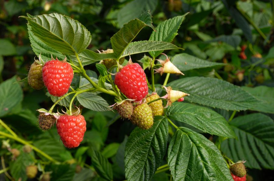 Rubus 'Caroline'