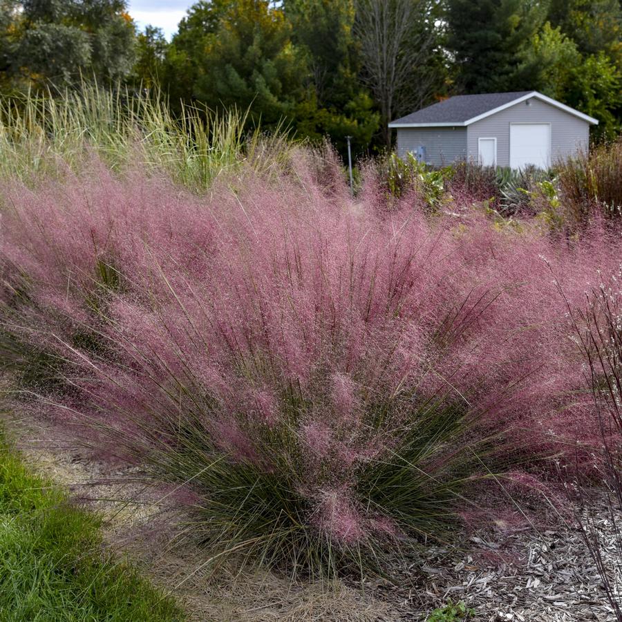 Grass Muhlenbergia 'Candy Floss'