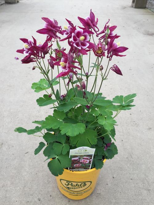 Aquilegia vulgaris 'Winky Red and White'