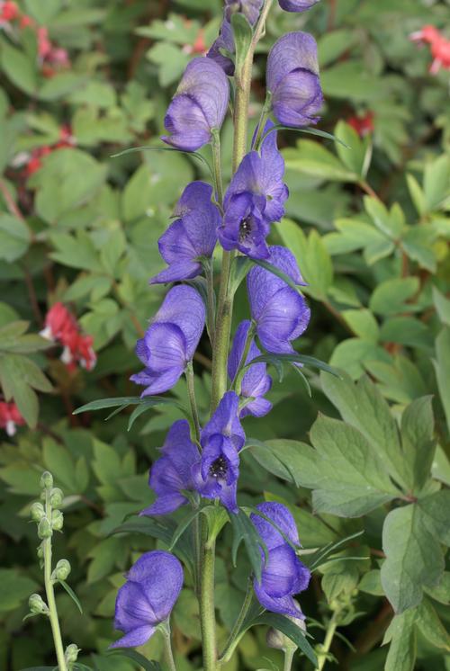 Aconitum napellus 