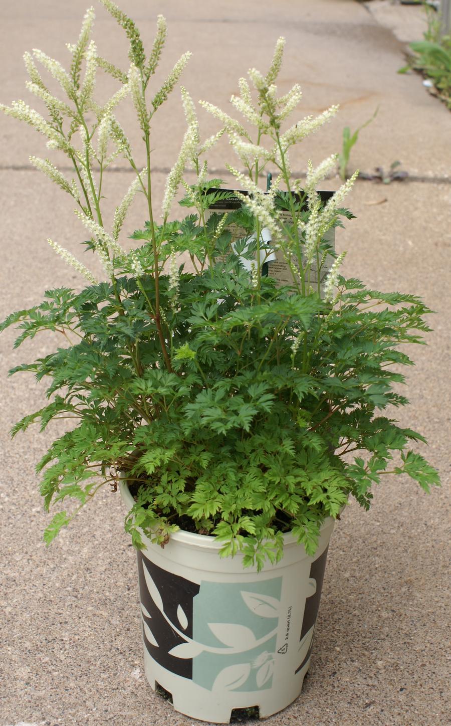 Aruncus aethusifolia 