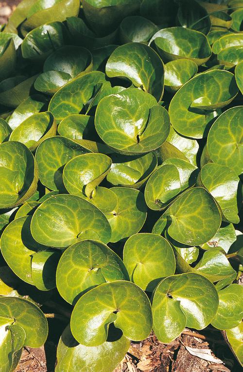 Asarum europaeum 