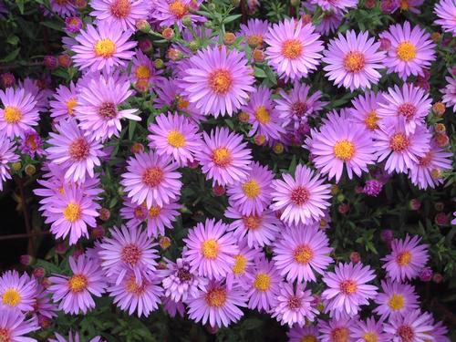 hardy aster aster dumosus wood's purple from growing colors