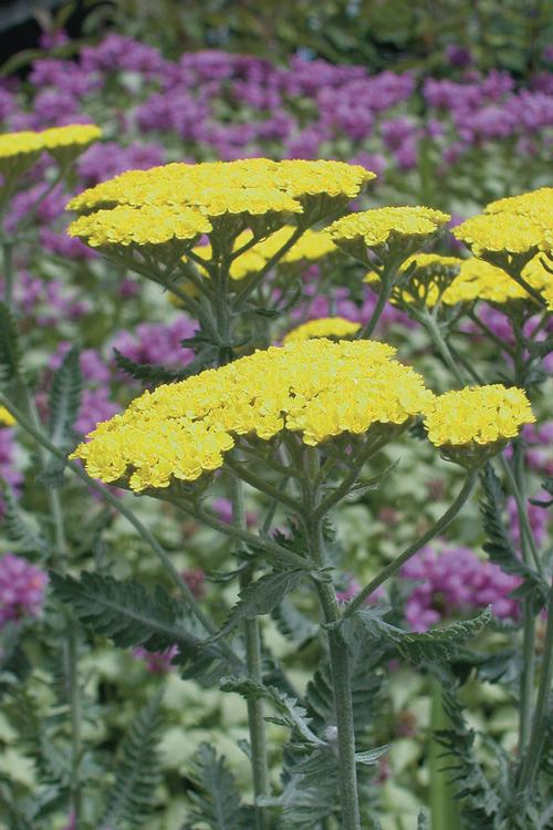 Achillea 'Moonshine'