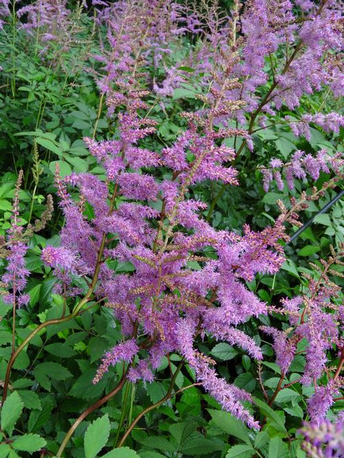 Astilbe arendsii 'Amethyst'