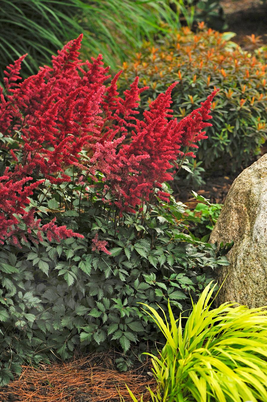 Astilbe fanal clearance