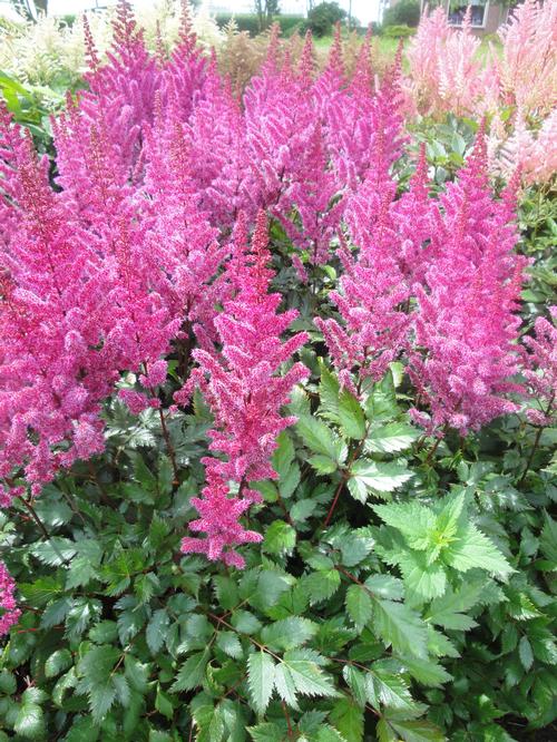 Astilbe chinensis 'Maggie Daley'