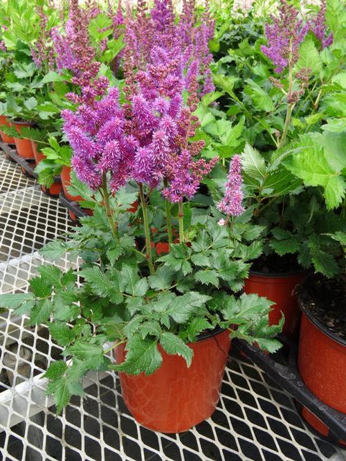 Astilbe chinensis 'Visions'