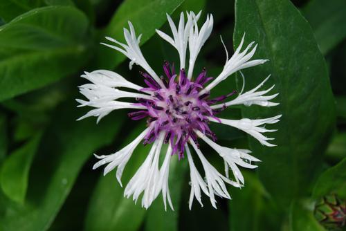 Centaurea montana 'Amethyst in Snow'