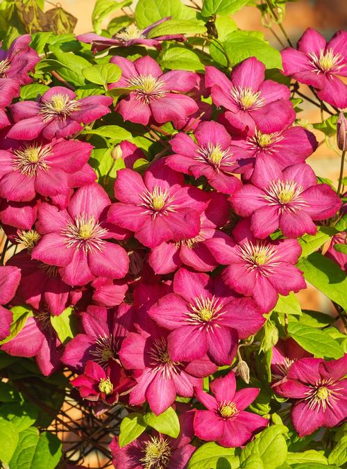 Clematis 'Ernest Markham'