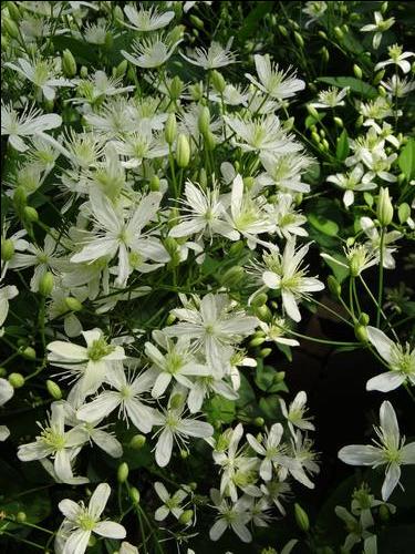 Clematis 'Paniculata'