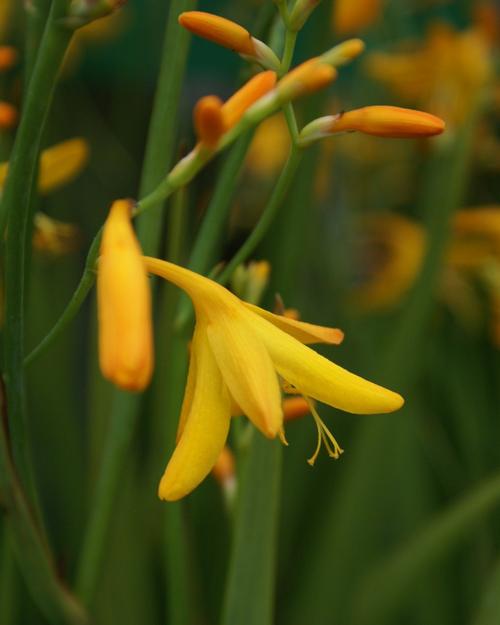 Crocosmia 'x George Davidson'