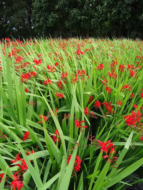 Crocosmia 'Lucifer'