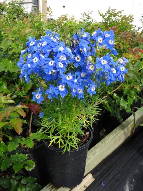 Delphinium grandiflorum 'Summer Cloud'