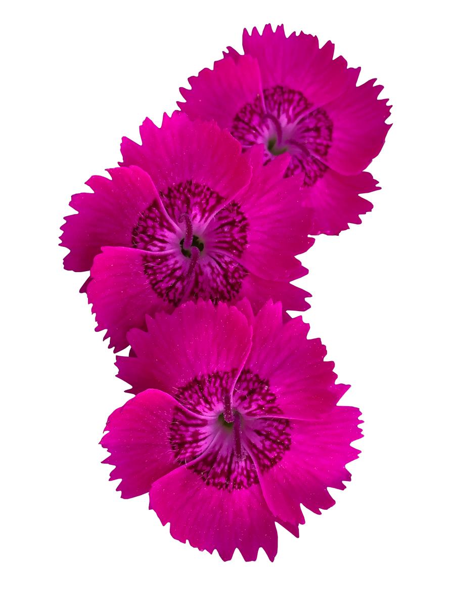 Dianthus 'Star Single™ Neon Star Improved'