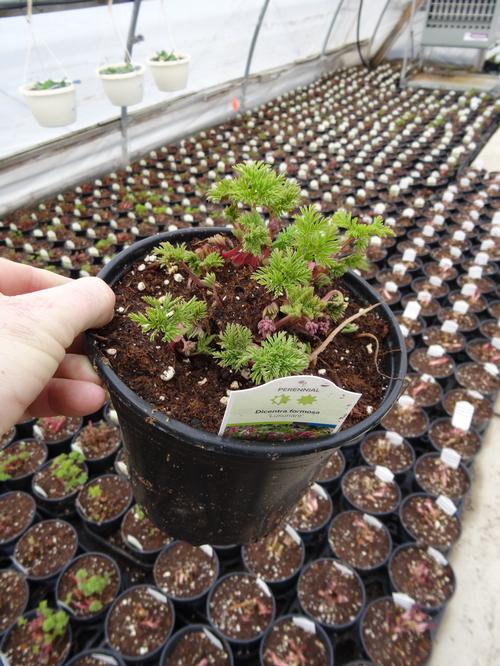 Dicentra formosa 'Luxuriant'