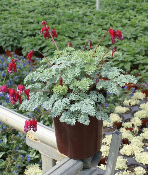 Fern Leaf Bleeding Heart Dicentra x Burning Hearts from Growing Colors