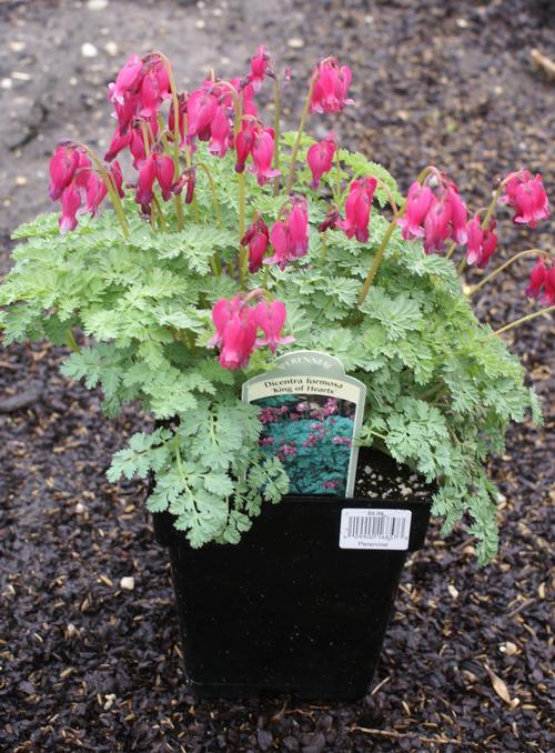 Dicentra x 'King of Hearts'