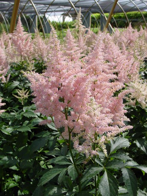 Astilbe japonica 'Peach Blossom'