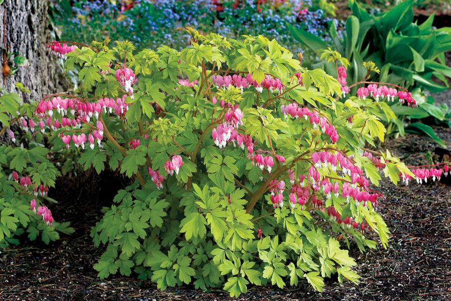 Dicentra spectabilis 'Gold Heart'