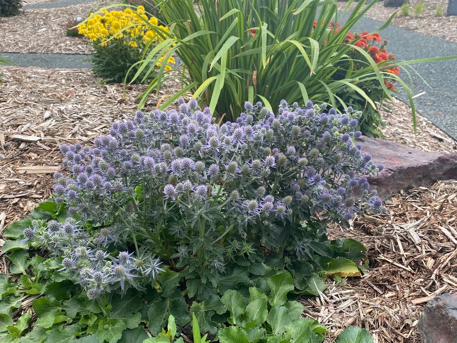 Eryngium planum 'Blue Hobbit'