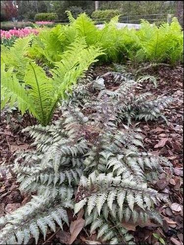 Athyrium niponicum 'Pictum'