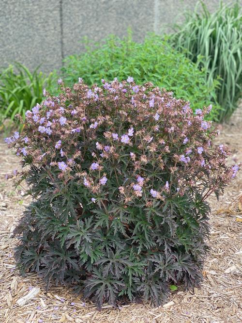 Geranium pratense 'Dark Reiter'