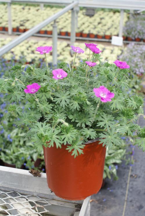 Geranium sanguineum 'New Hampshire Purple'