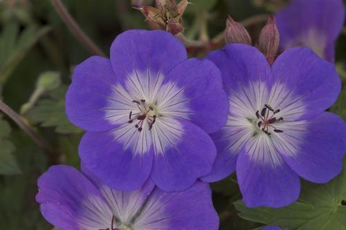 Geranium 'Rozanne'