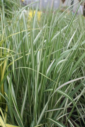 Calamagrostis acutiflora 'Avalanche'