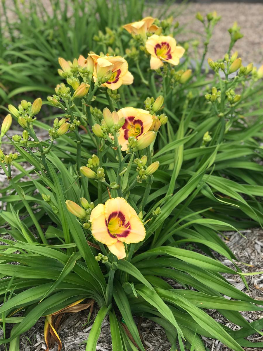 Hemerocallis 'Custard Candy'