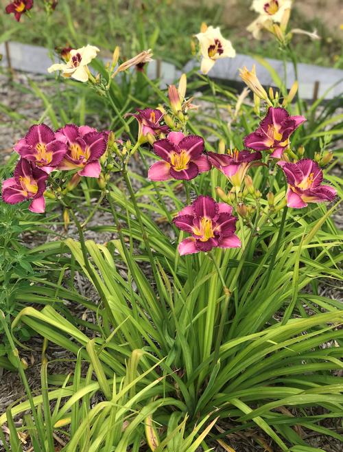 Hemerocallis 'Entrapment'