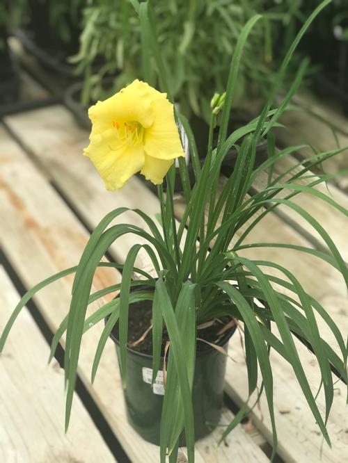 Hemerocallis 'Happy Returns'