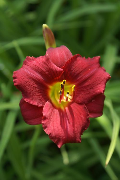 Hemerocallis 'Ruby Stella'