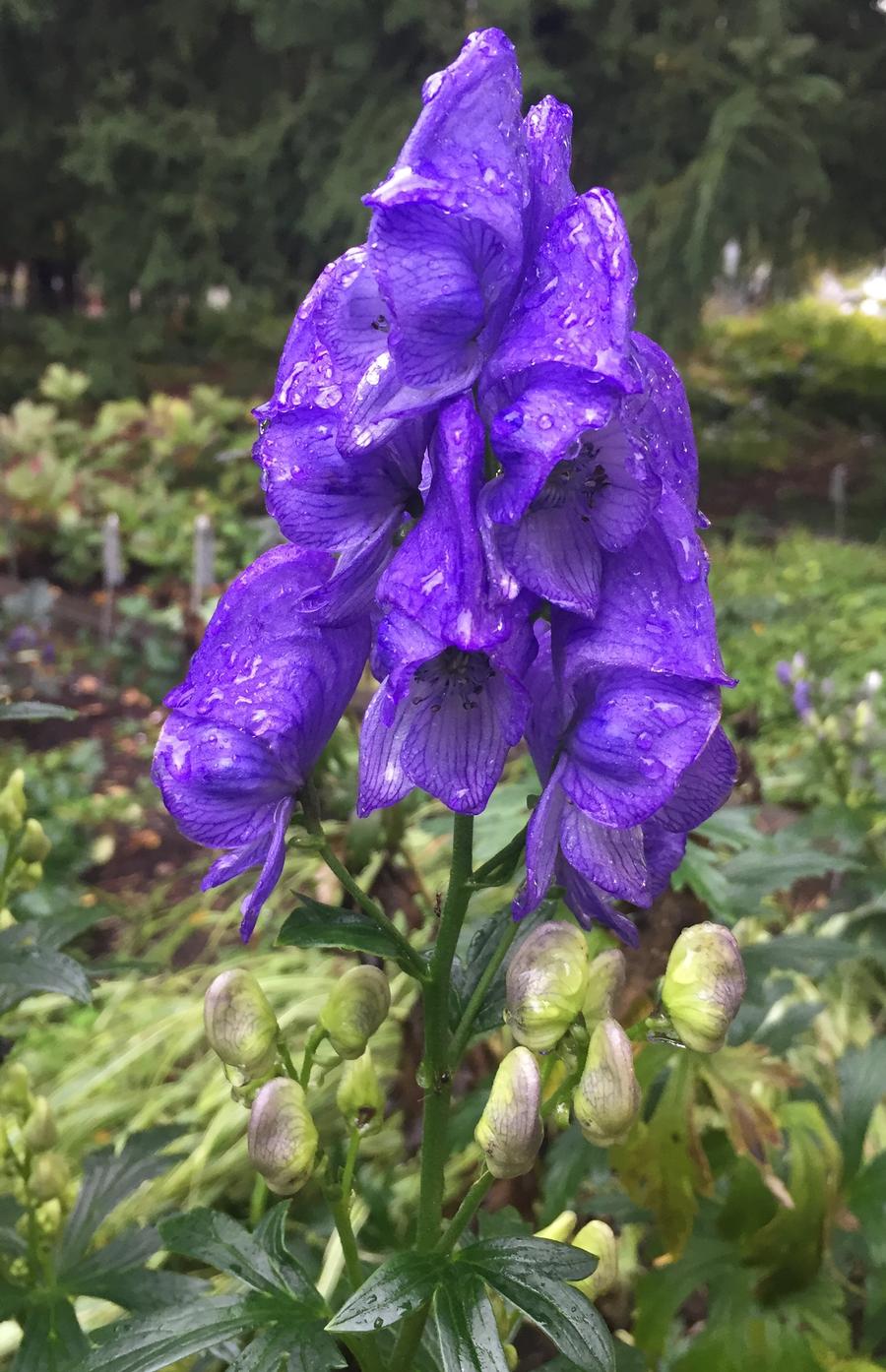 Aconitum carmichaelii 'Arendsii'