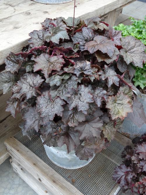 Heuchera micrantha 'Palace Purple'