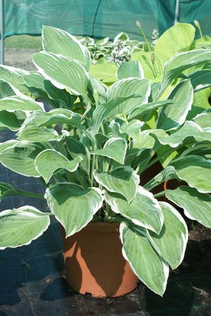 Hosta 'American Halo'