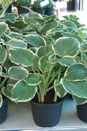 Hosta 'Barbara Ann'