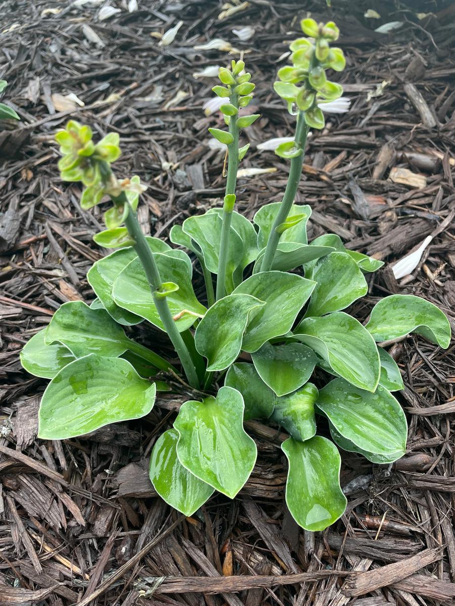 Hosta 'Blue Mouse Ears'