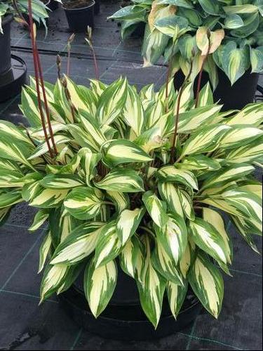 Hosta 'Cherry Berry'