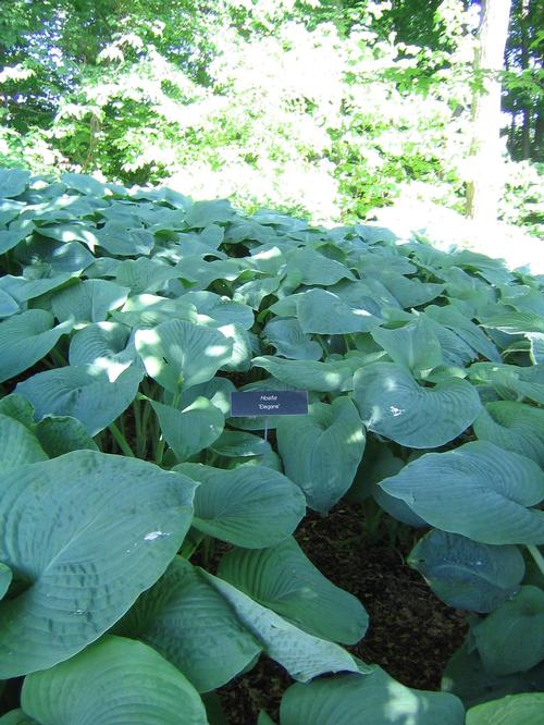 Hosta 'Elegans (sieboldiana)'