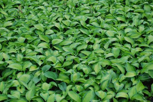 Hosta 'George Smith'